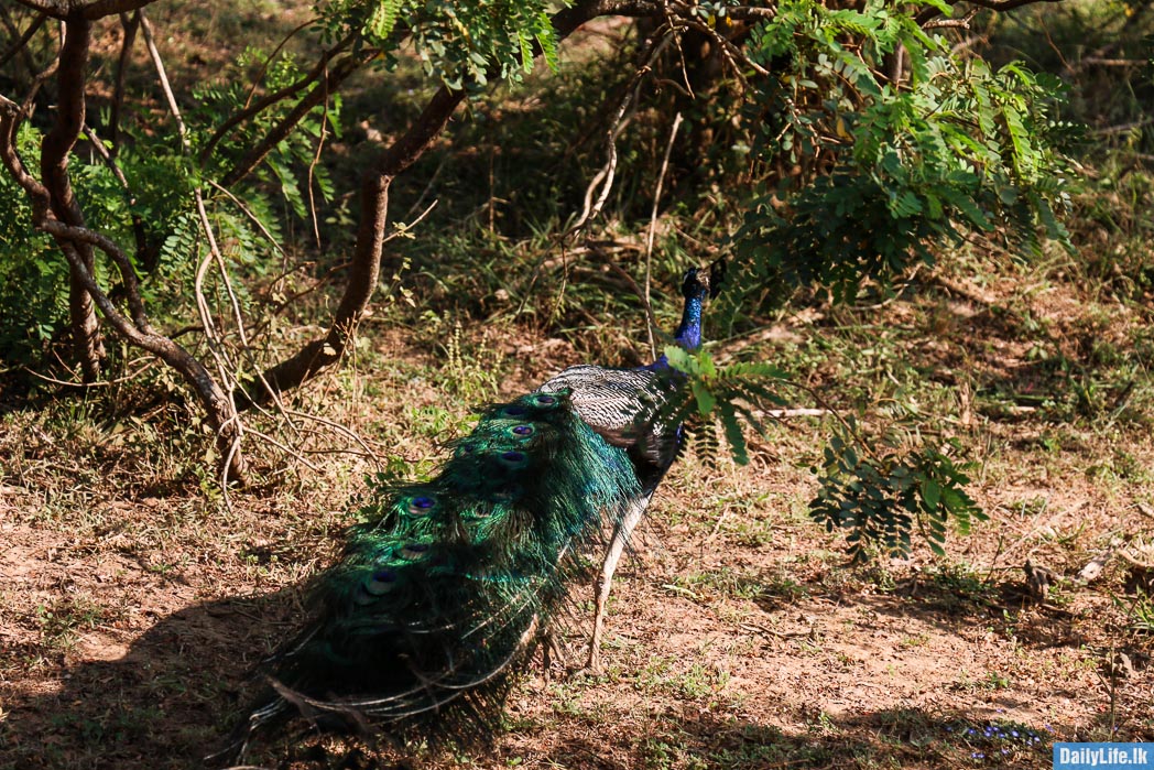 Peacock at Yala